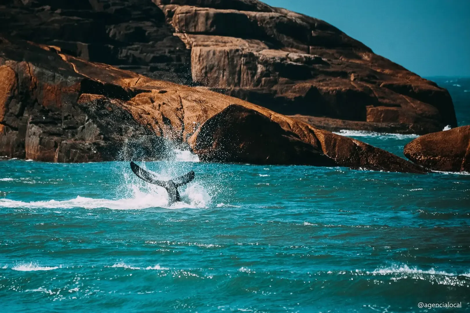 Cauda de baleia franca junto ao costão da Praia do Rosa