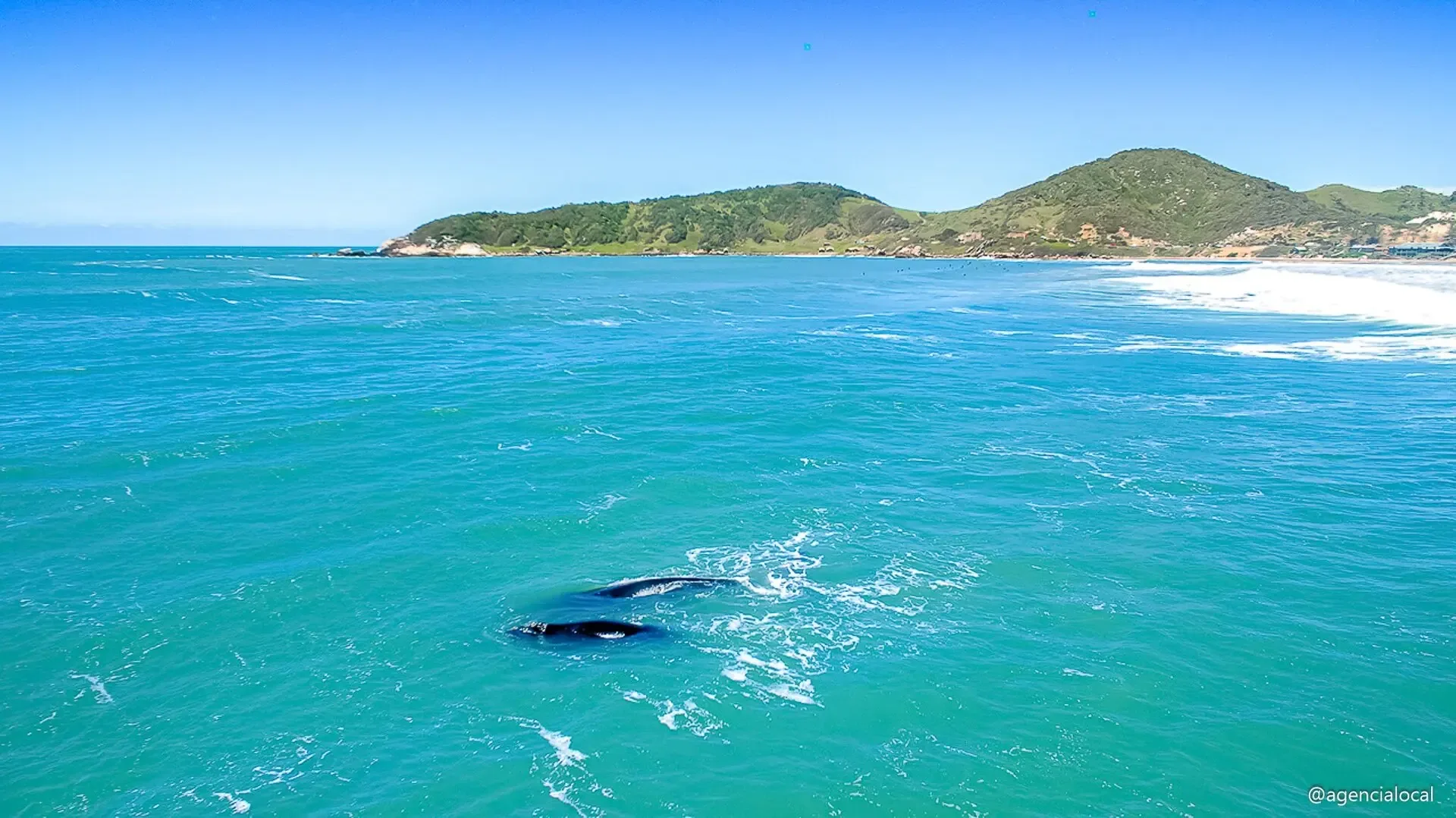 Baleia franca no mar turquesa em frente aos morros