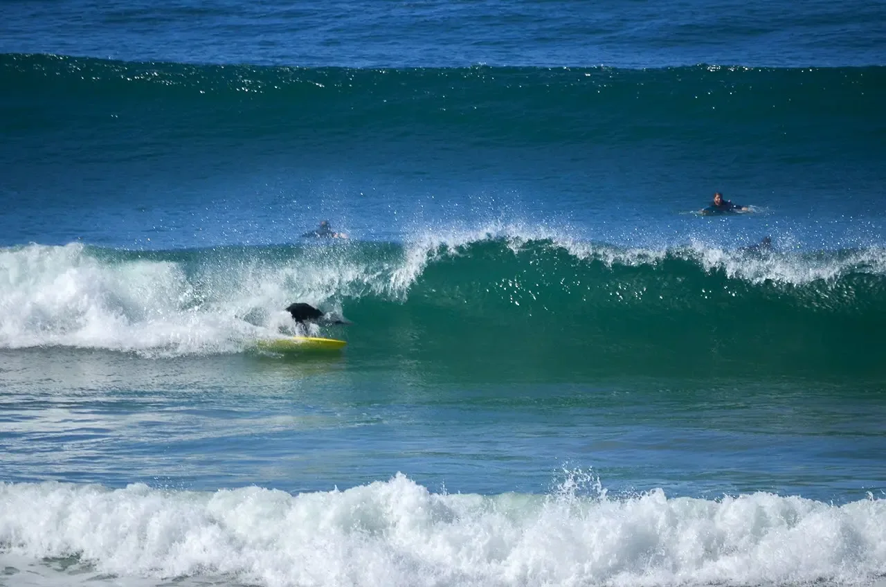 Surfista contornando a parede da onda na Praia do Rosa